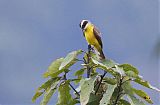 Rusty-margined Flycatcher